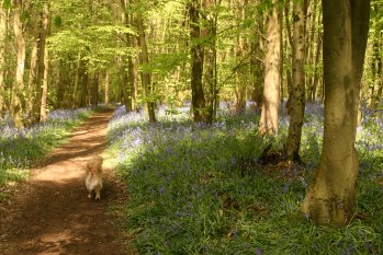 Molly in the bluebells