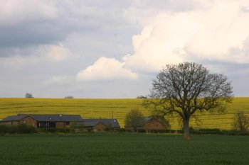 Oil Seed at Edgecote