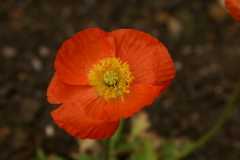 Poppy