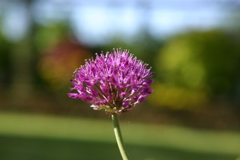 Penelope's Flowers