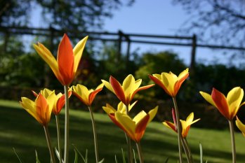 Penelope's Flowers