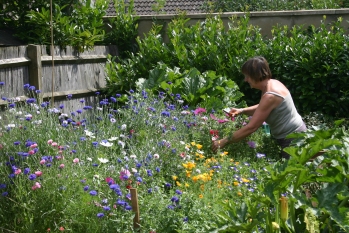 Penny amongst the flowers