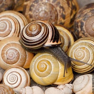 Snails