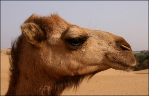 Camel