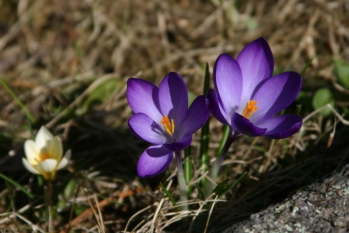 Spring at Lake George