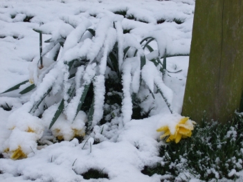 Snow in Byfield