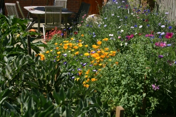 Flowers in Penelope's garden