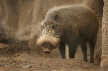 Bornean Bearded Pig