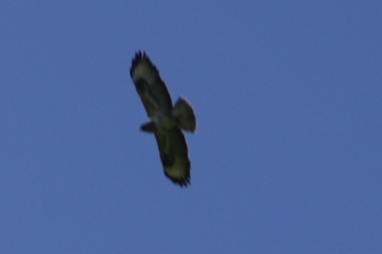 Rough-legged buzzard