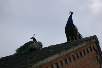 Peacocks on the roof