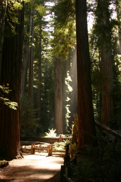 Redwoods